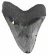 Bargain Megalodon Tooth - South Carolina #48859-2